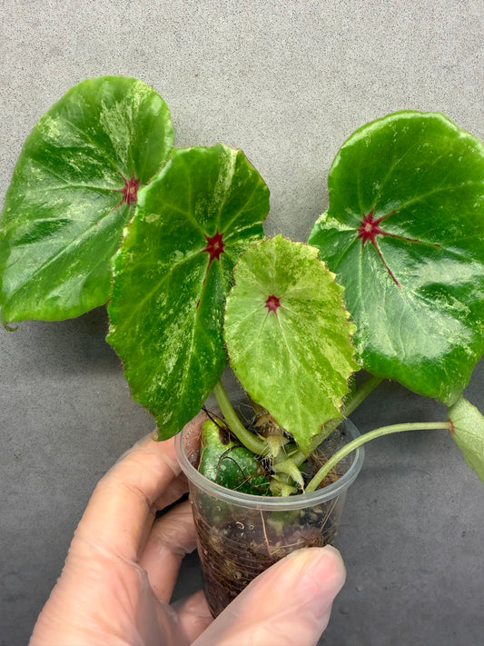 🌿 Begonia 'Rouge' Variegated