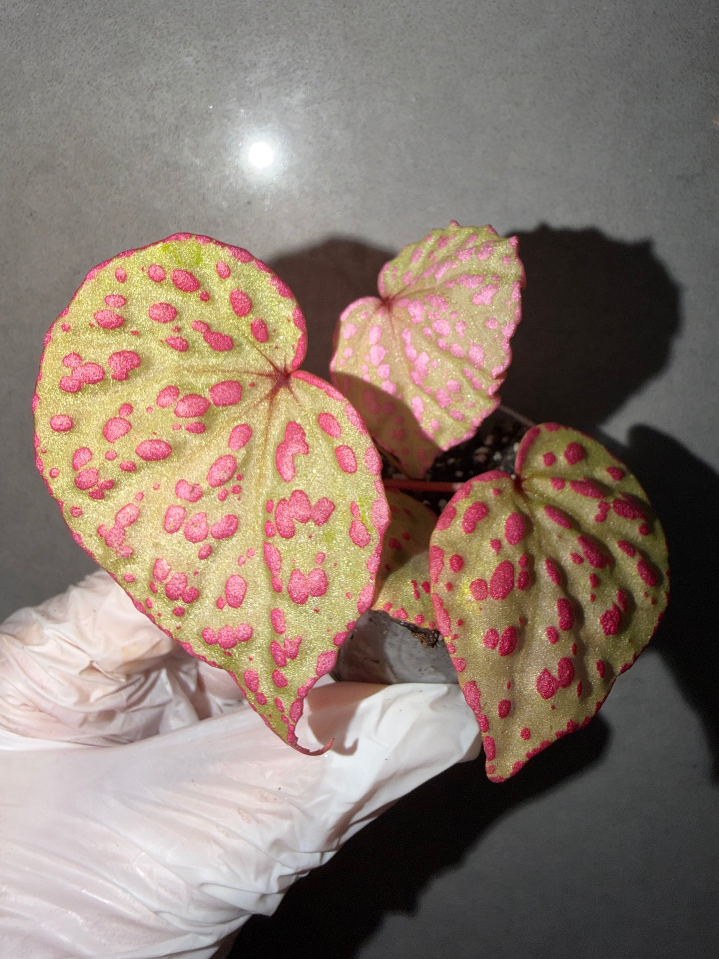 🌸Begonia Roseopunctata