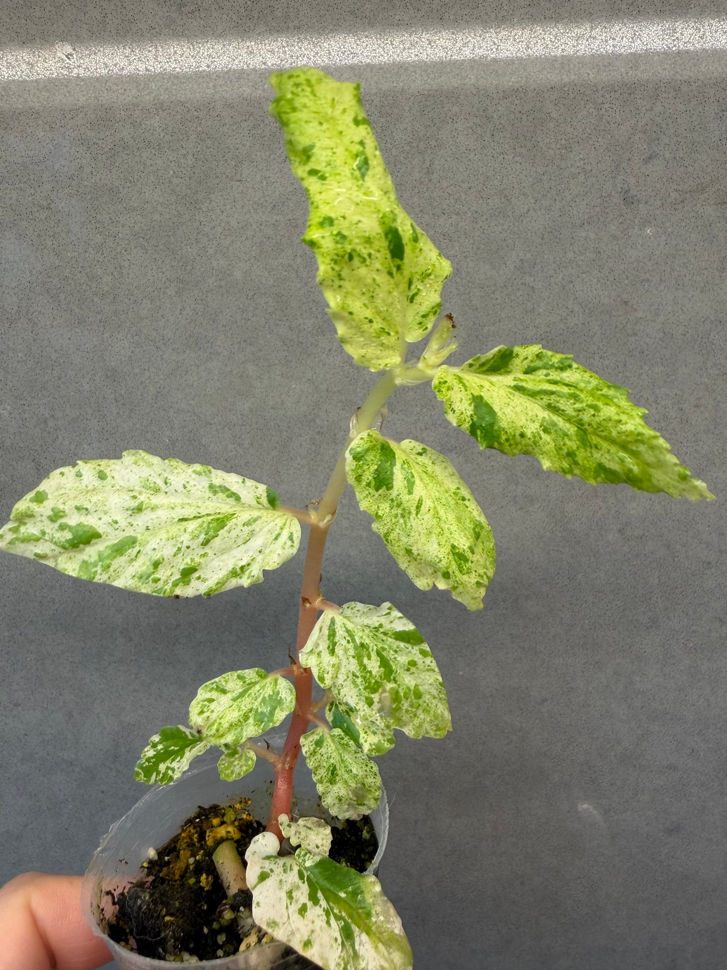 🌿Pellionia repens ’Variegata‘