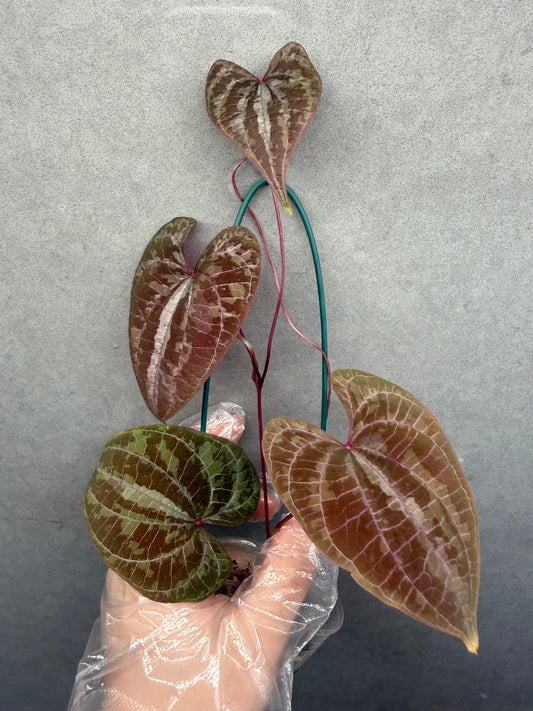 🌿 Dioscorea discolor
