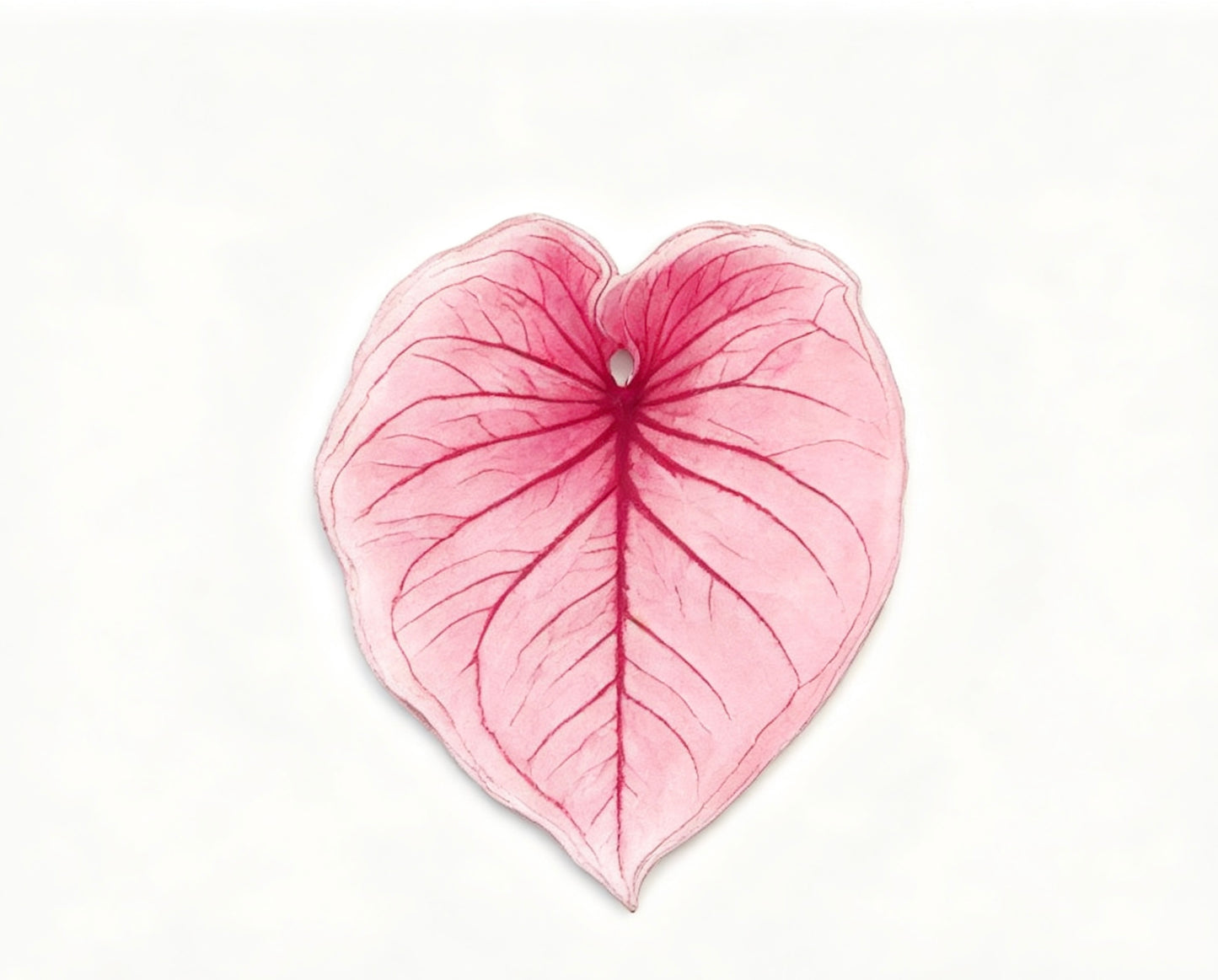💜Caladium fridge magnet🩷