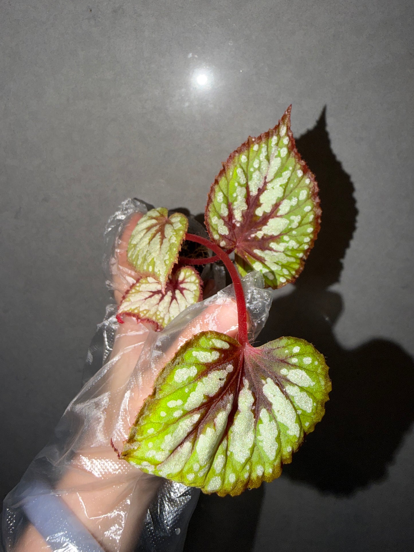🍵 Begonia ‘Matcha Chocolate’