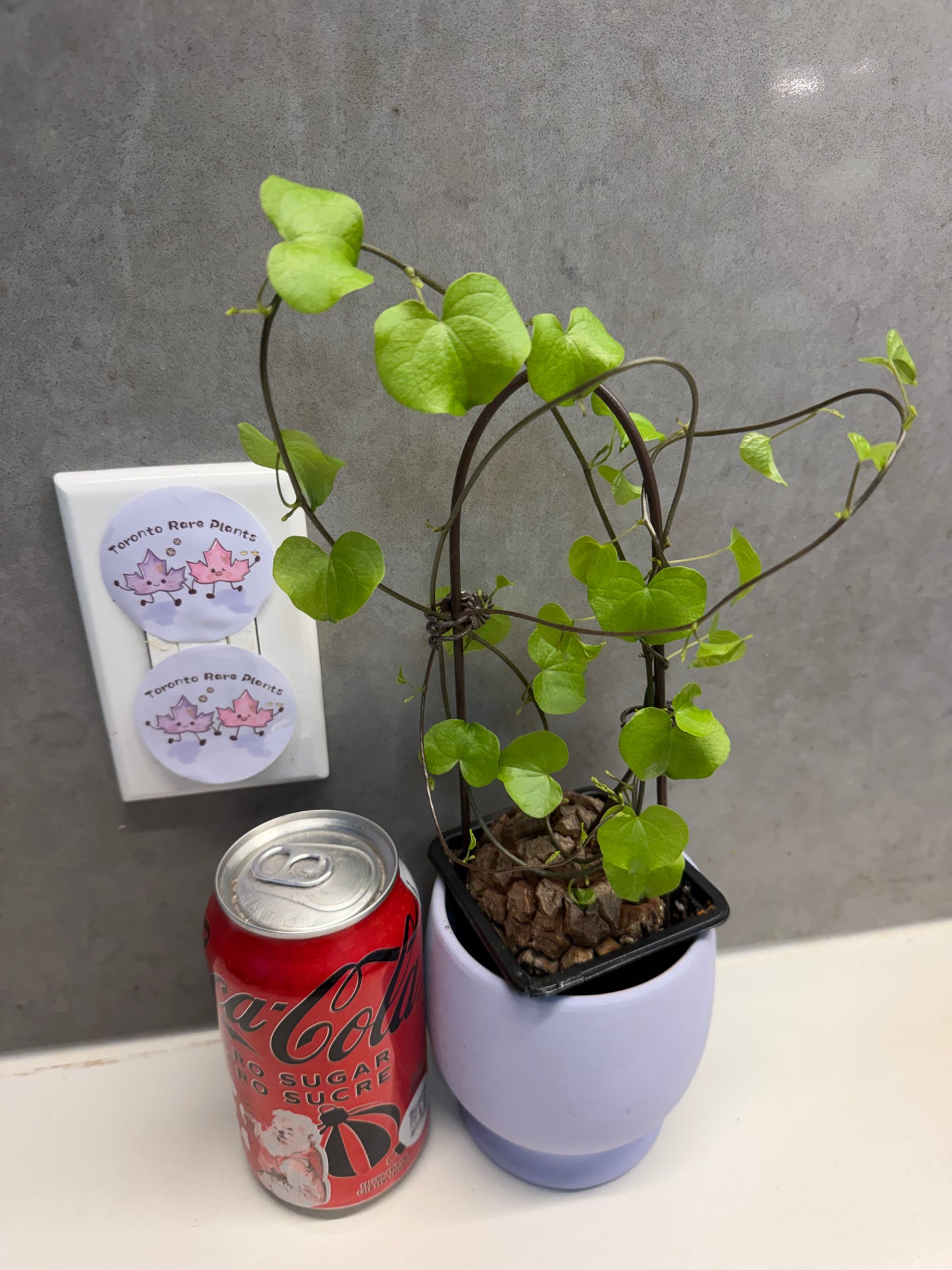 🌿Dioscorea elephantipes