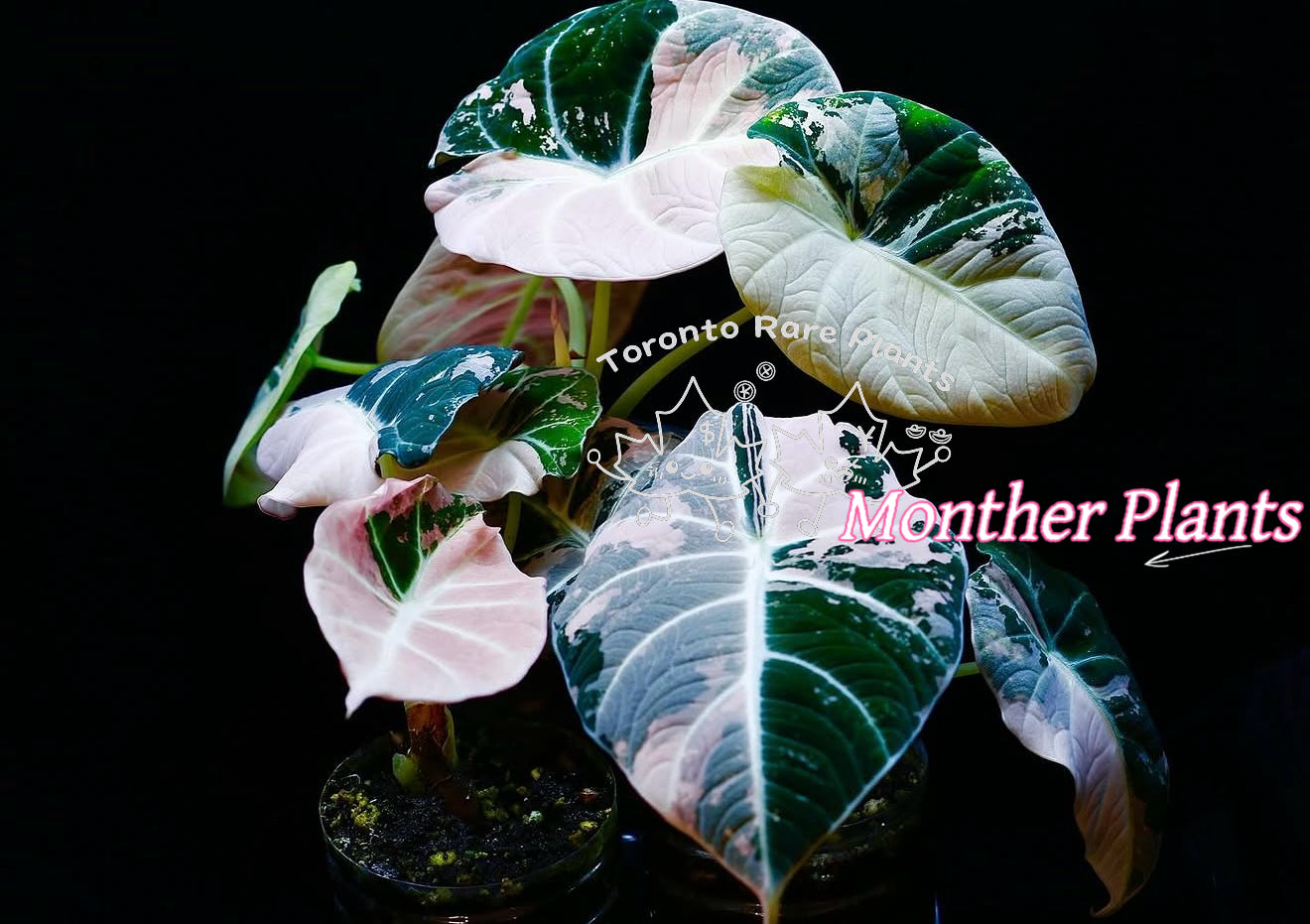 🦢Alocasia Black Velvet PinkVariegated