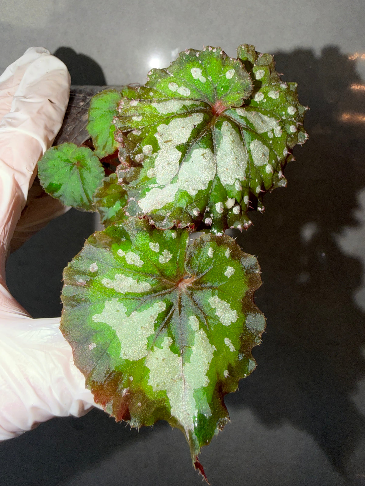 Begonia 5 Combo：Lamoon➕ sp. Sarawak ➕Dolce Vita➕ Carnival➕ Martin Mystery