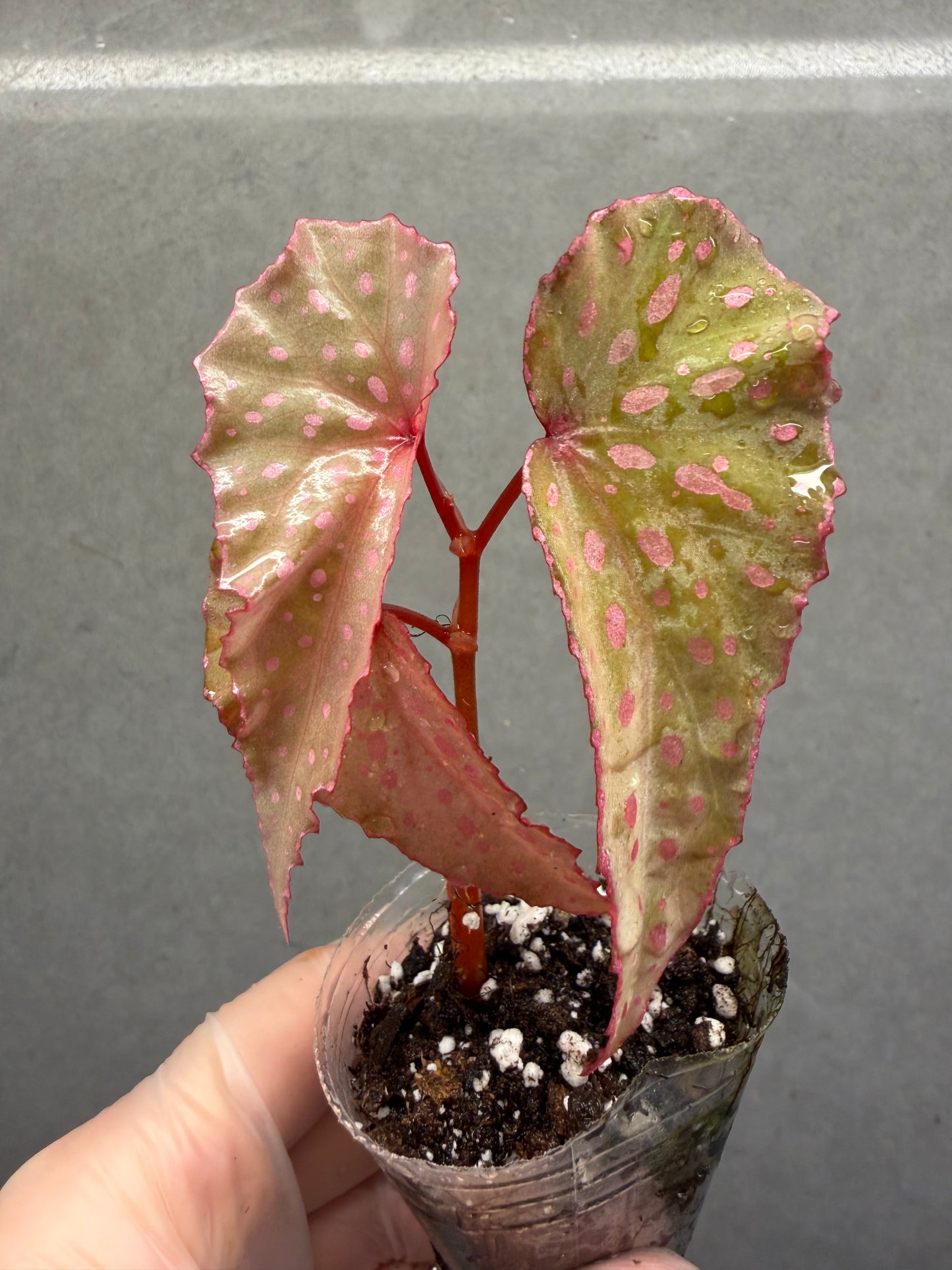 🌿 Begonia malachosticta