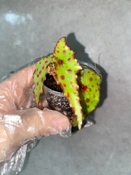🌿 Begonia amphioxus