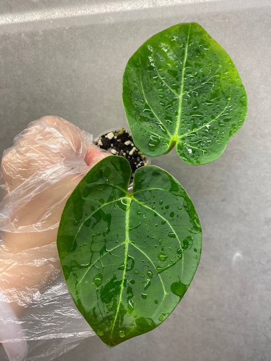 🌿 Anthurium KOS × Black Crystallinum