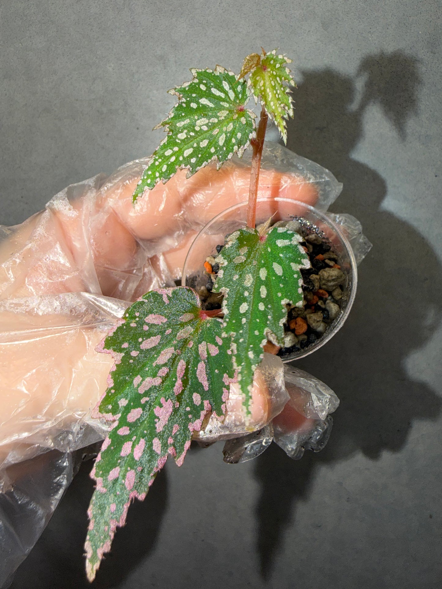 🌿Begonia sp. Aurora