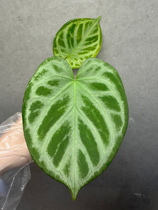 🌿Anthurium Silver Blush