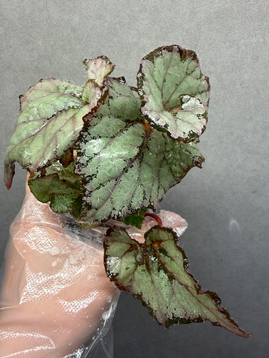 🌿 Begonia ‘DS Amor Amor’