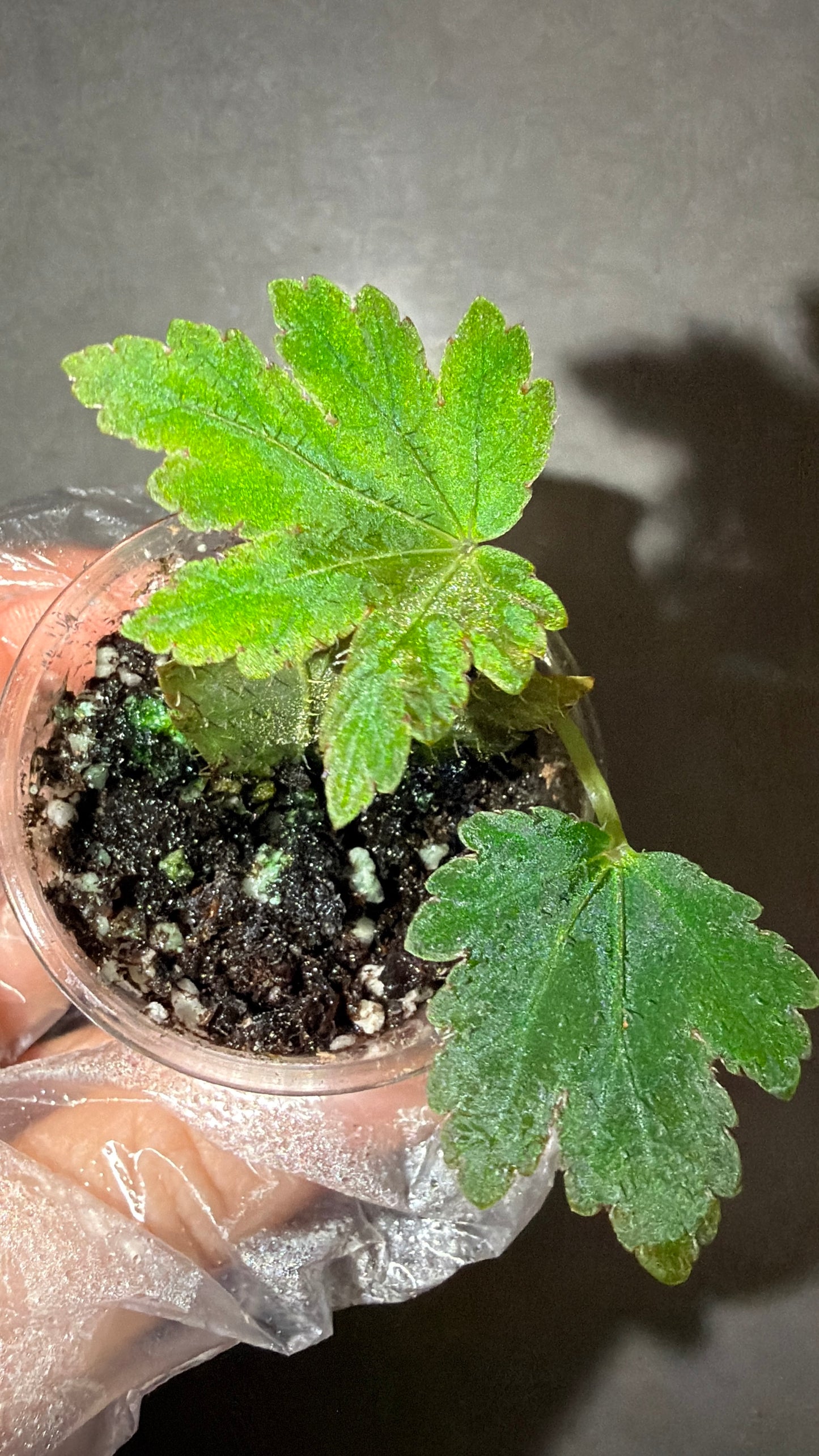 🌿Begonia scorpiuroloba