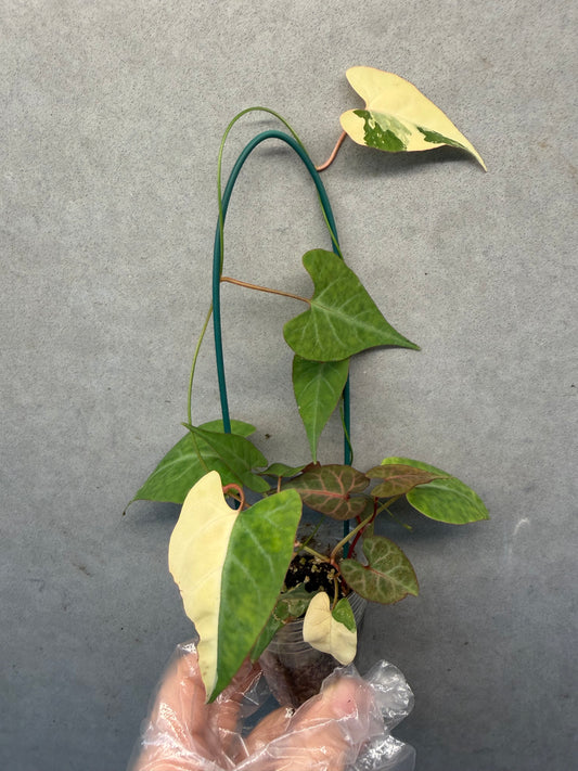 🌿 Fallopia multiflora Pink variegated