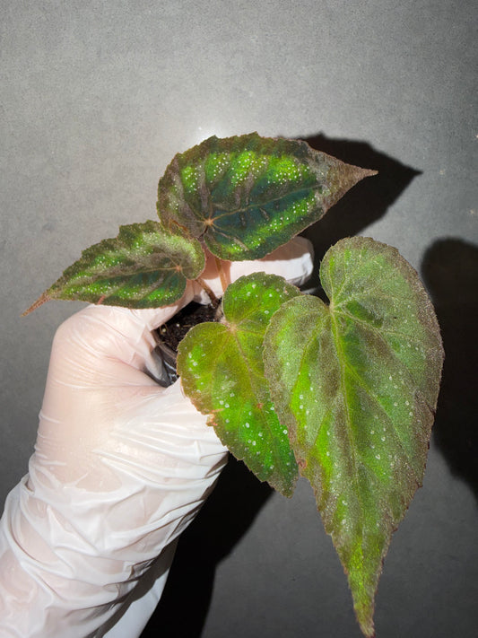 💙 Begonia pavonina hybrid