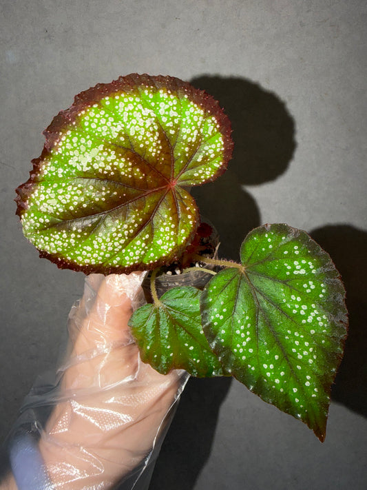 🌿Begonia ’Helen Lewis‘