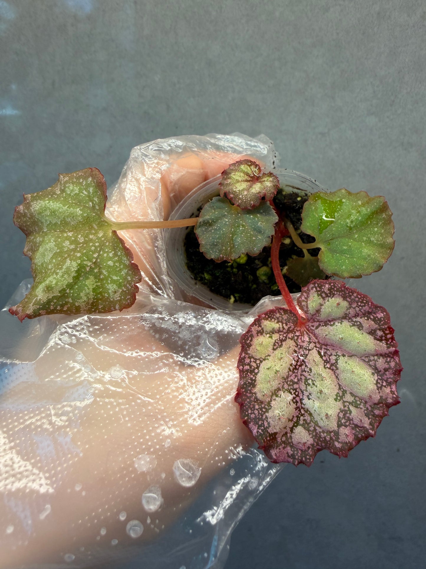 🌿Begonia ‘Pink Panther’
