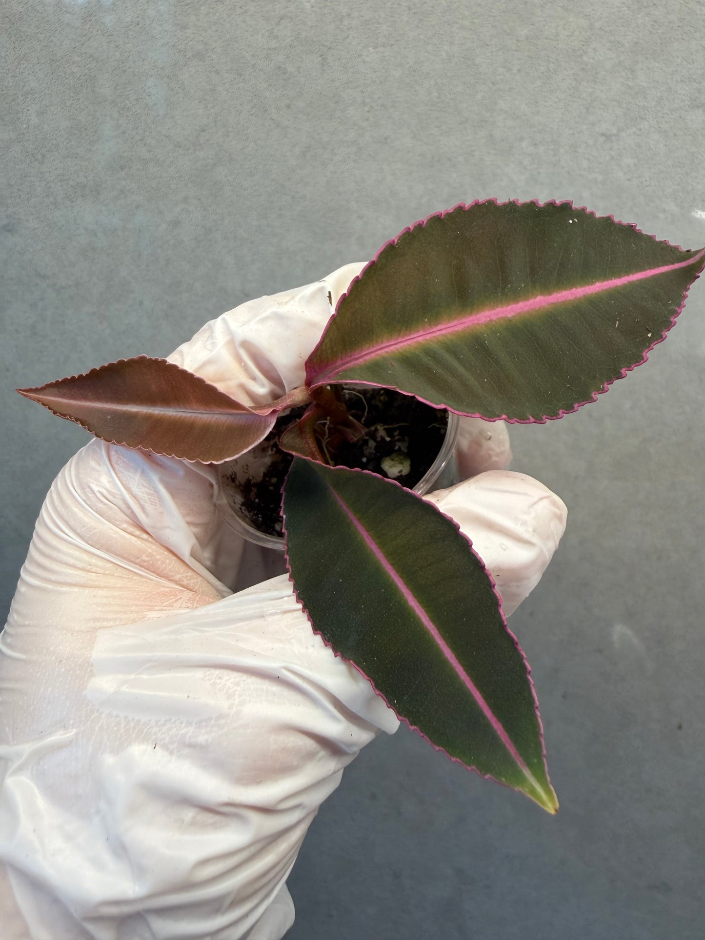 🌿Labisia pumila