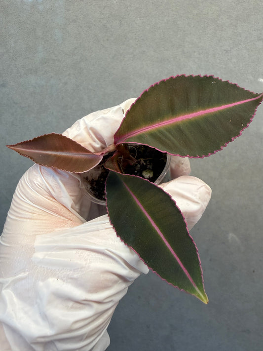 🌿Labisia pumila