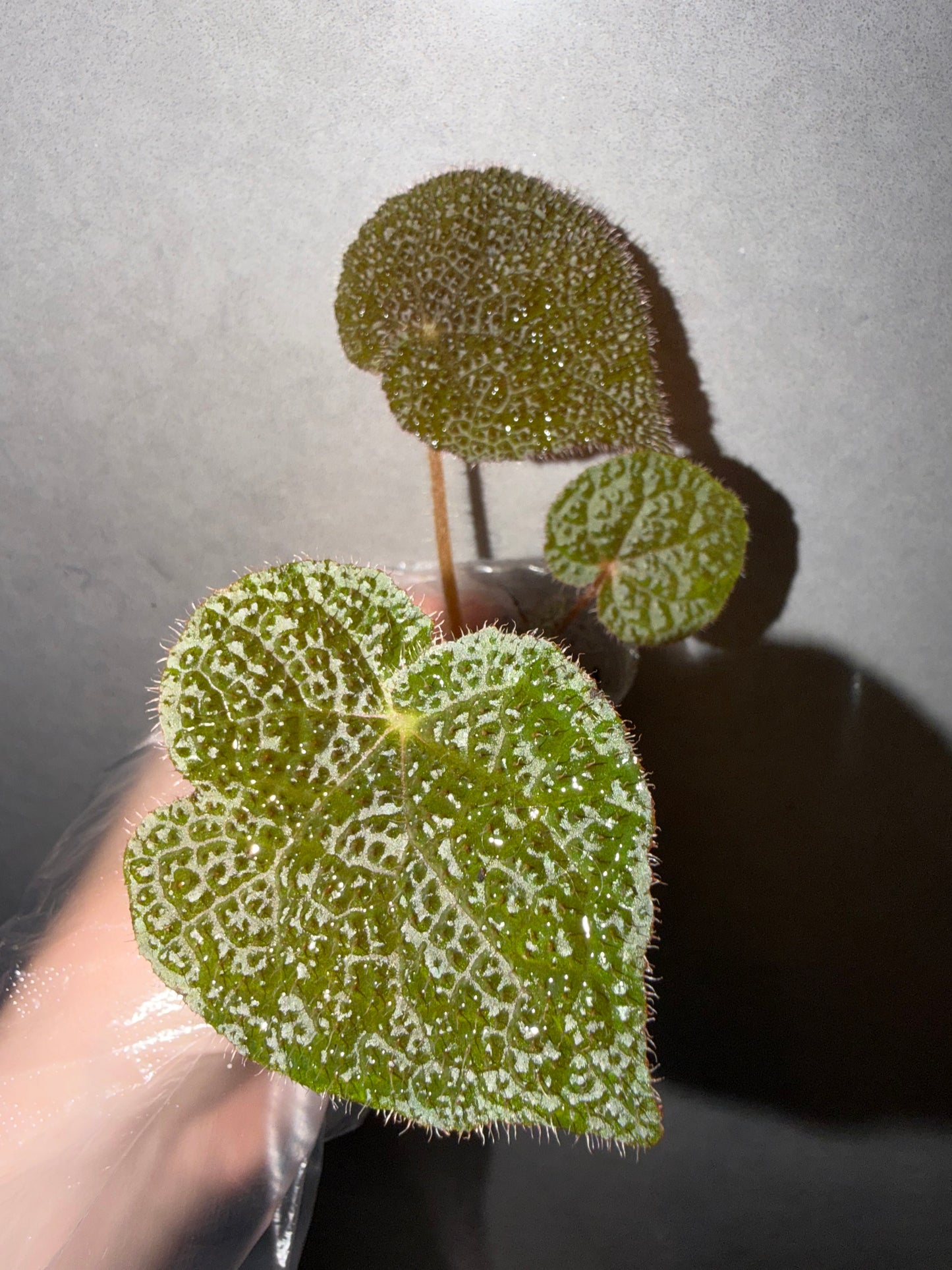 🌿Begonia masoniana ‘River’