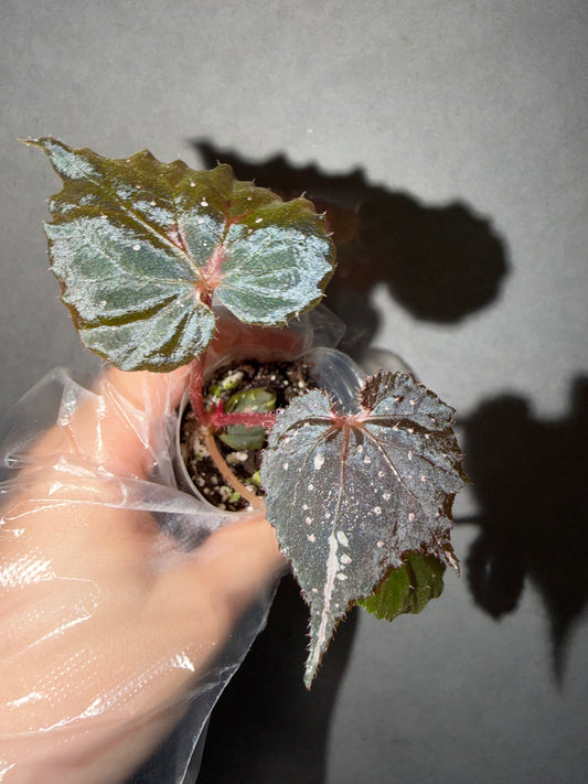 🌿 Begonia ’Ikazuchi‘