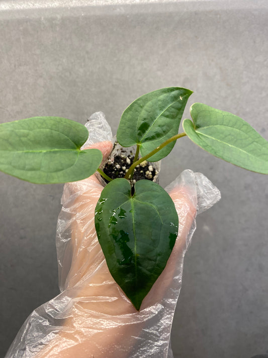 🌿 Anthurium Ace of Spades × Black Crystallinum