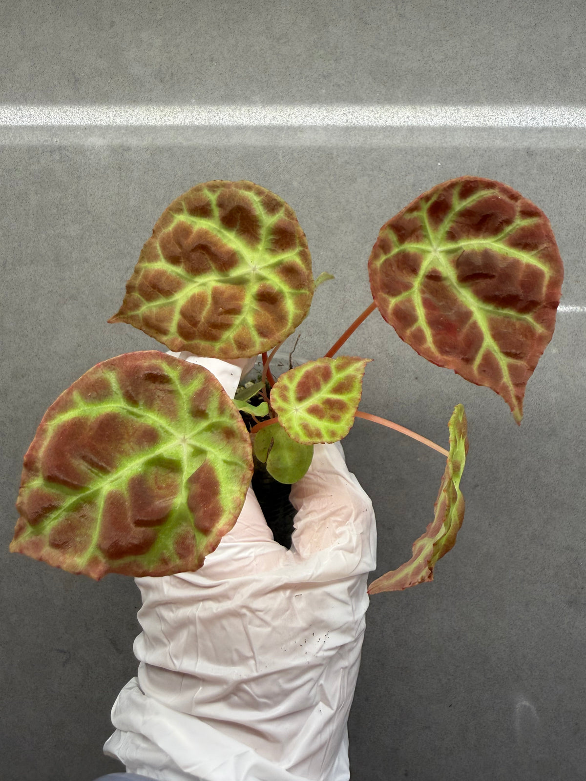🌿Begonia goegoensis