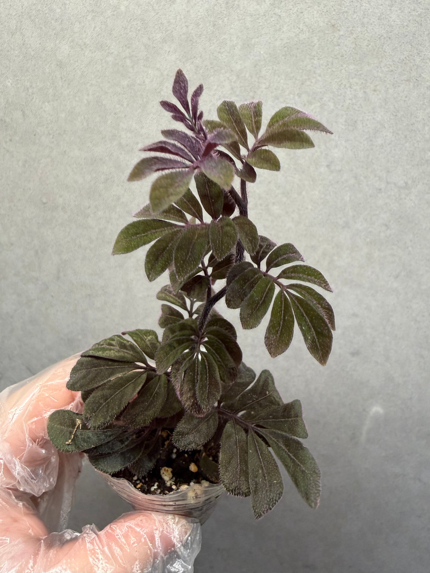 🌿 Solanum uleanum