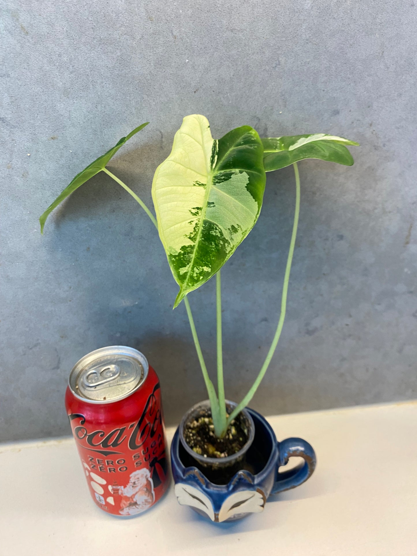 🌿 Alocasia ‘Frydek’ albo var.