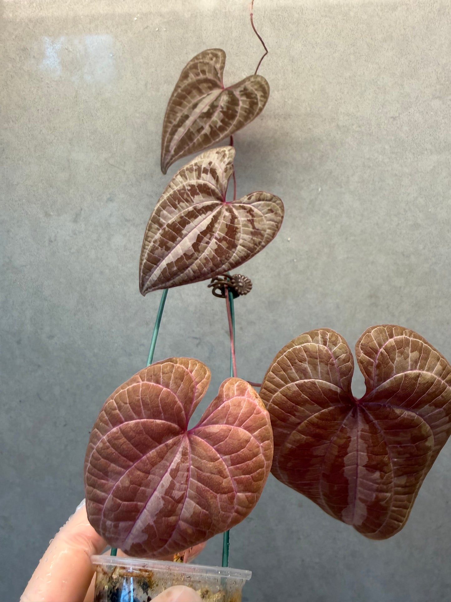 🌿 Dioscorea discolor