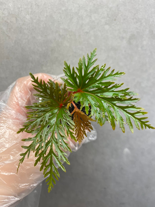 🌿 Begonia bipinnatifida