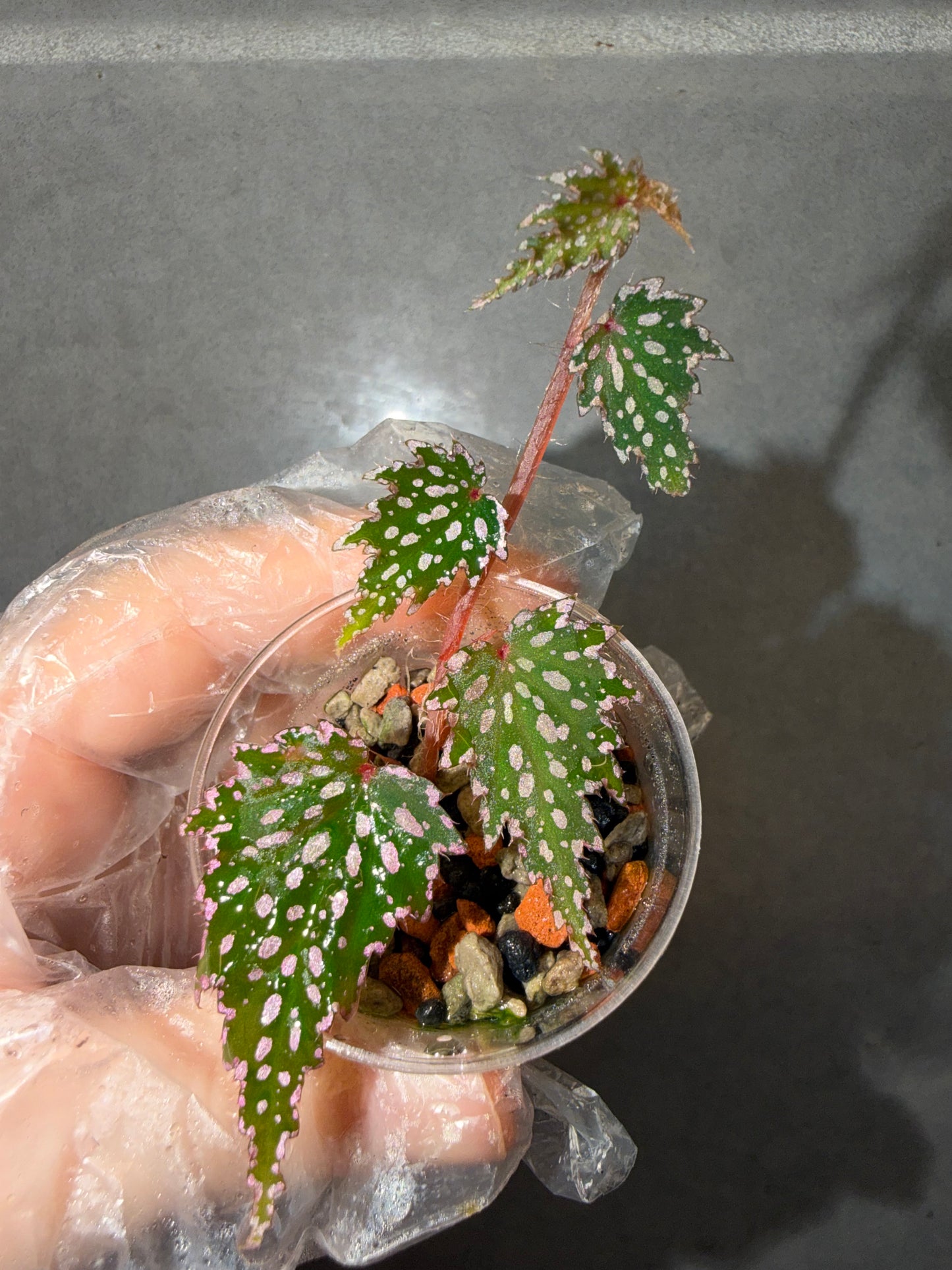 🌿Begonia sp. Aurora