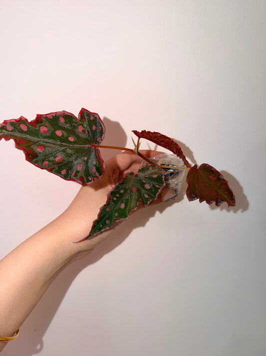 🌿 Begonia Darthvaderiana × Amphioxus