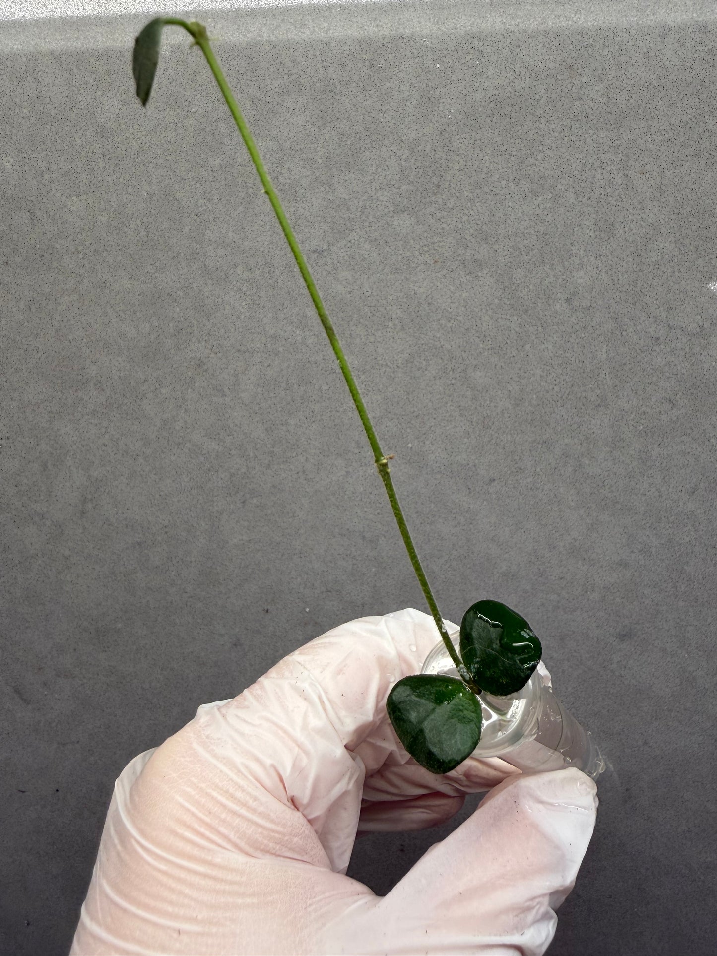 🌿Hoya Obcordata