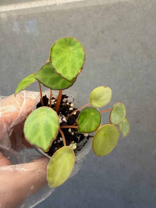 🌿 Begonia scapigera