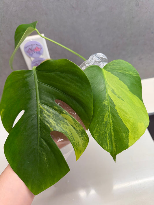 🌿 Monstera aurea