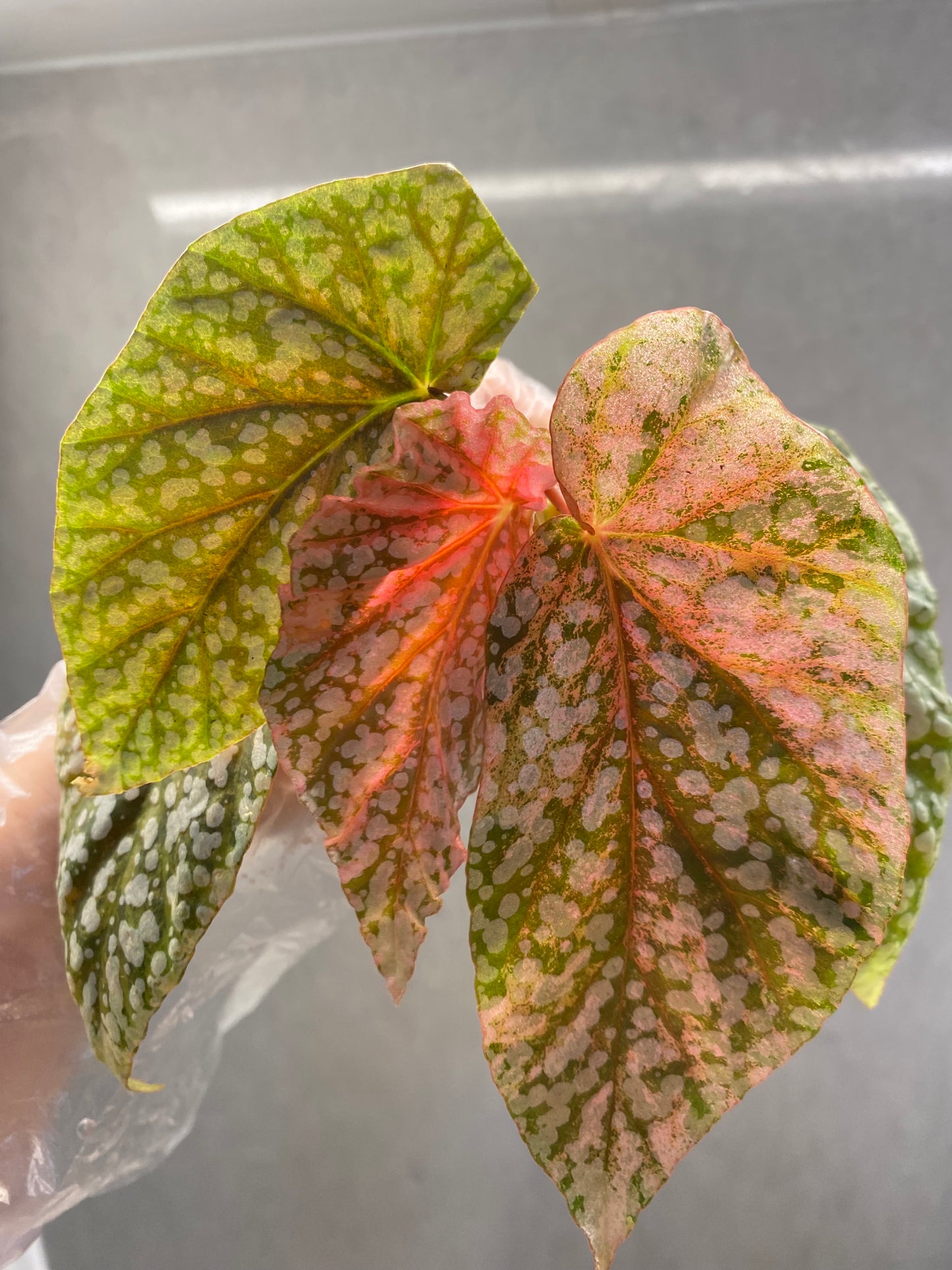 🌿 Begonia 'Snow Cap' Pink Variegated