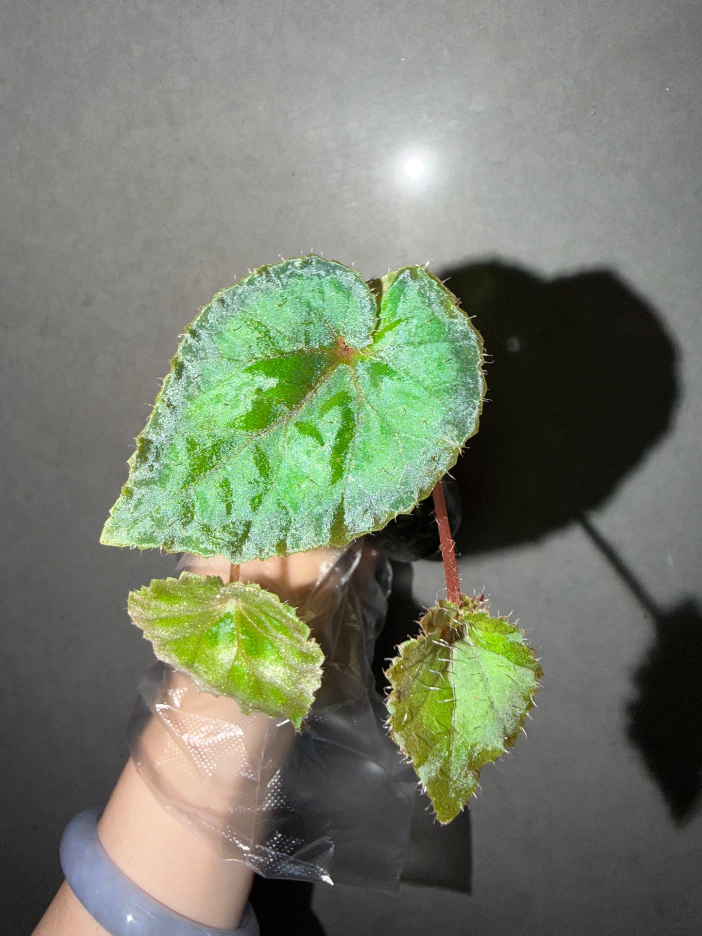 🖤Begonia Black Queen