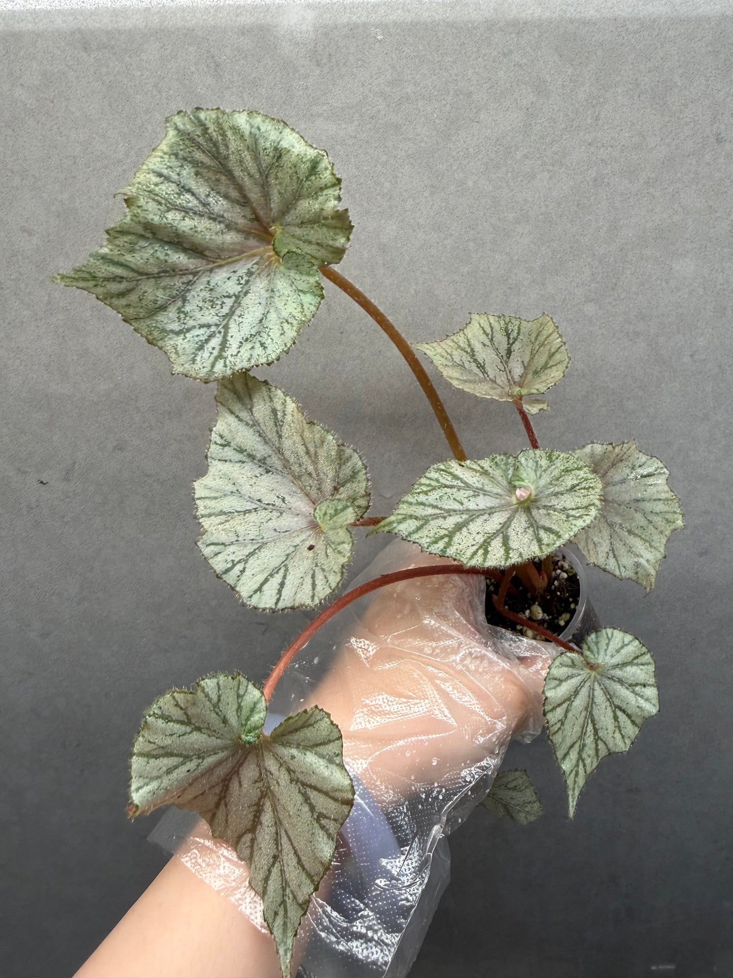 🌿 Begonia Stormy sunset