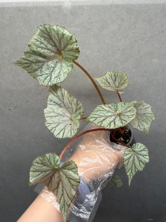 🌿 Begonia Stormy sunset