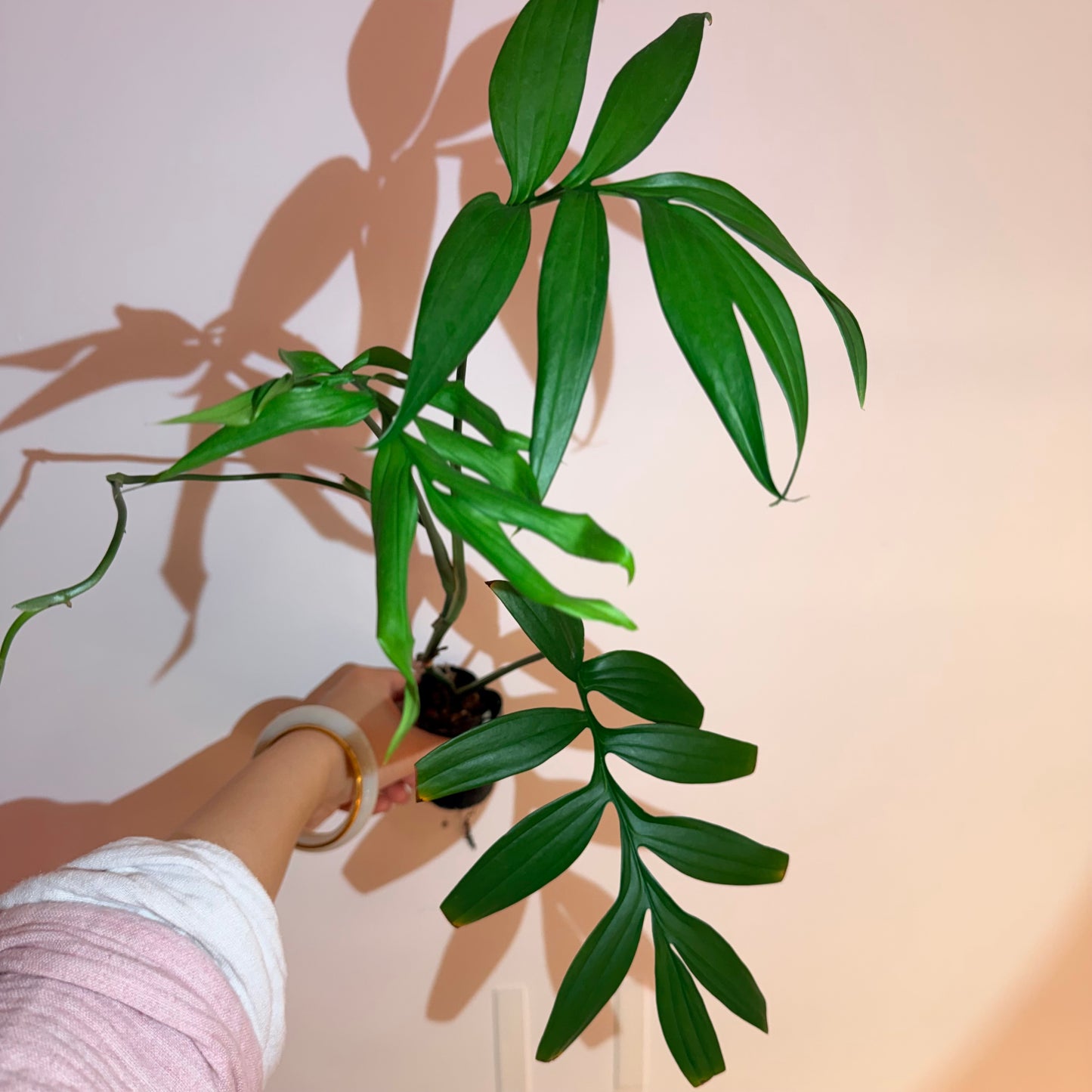 Monstera Subpinnate