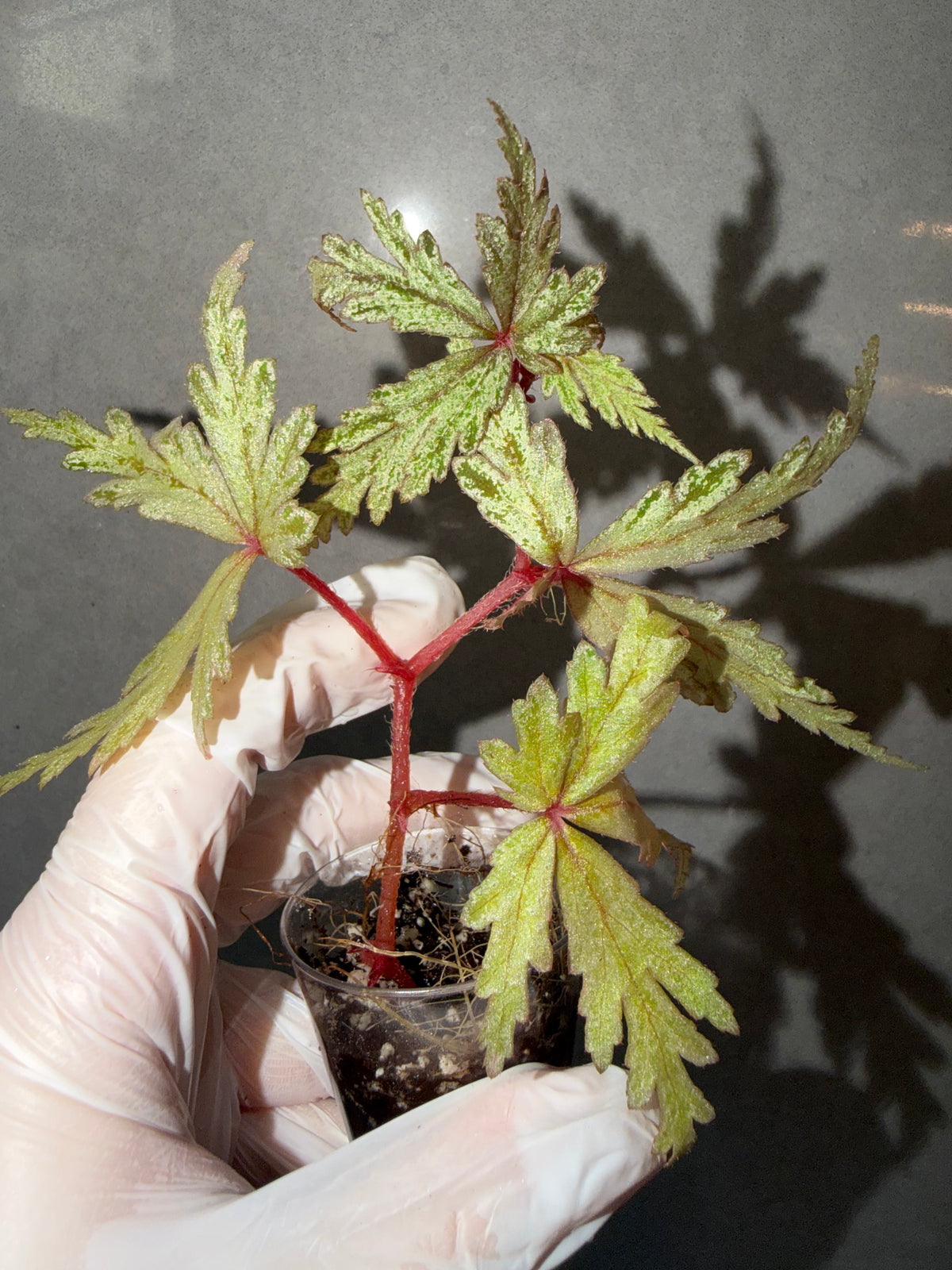 Begonia 5 Combo：Darthvaderiana（Green Spot）➕ hybrid ‘Blue-Green’➕ Black Bat➕ polilloensis x rajah➕ burkillii green form