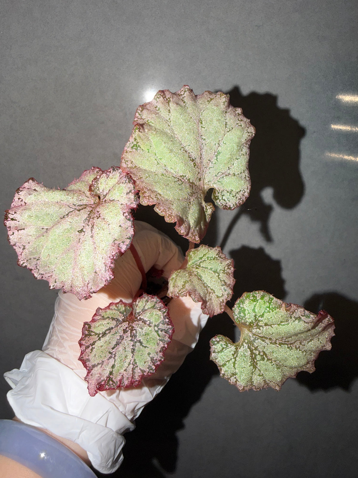 🌿Begonia ‘Pink Panther’
