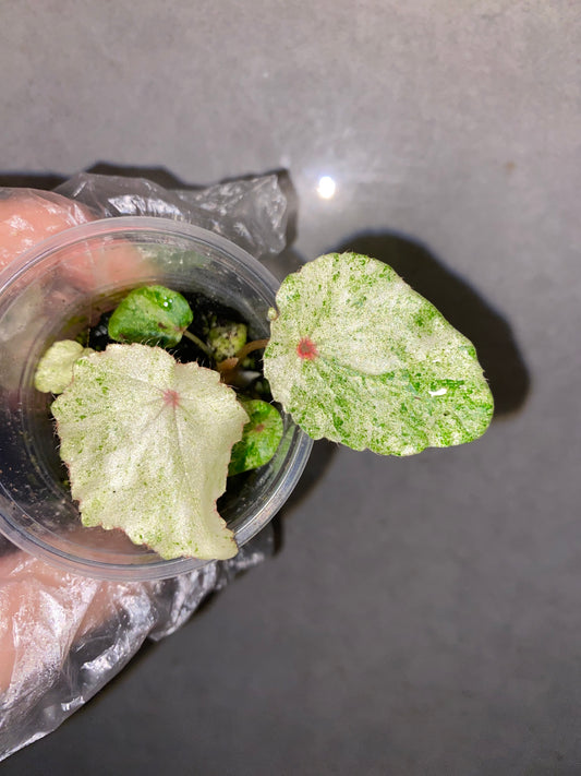 🌿 Begonia 'Rouge' Variegated