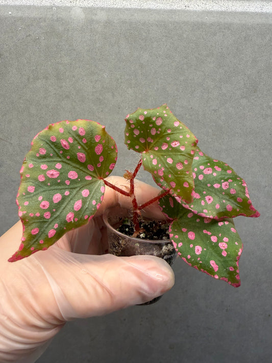 🌸Begonia Muara wahau