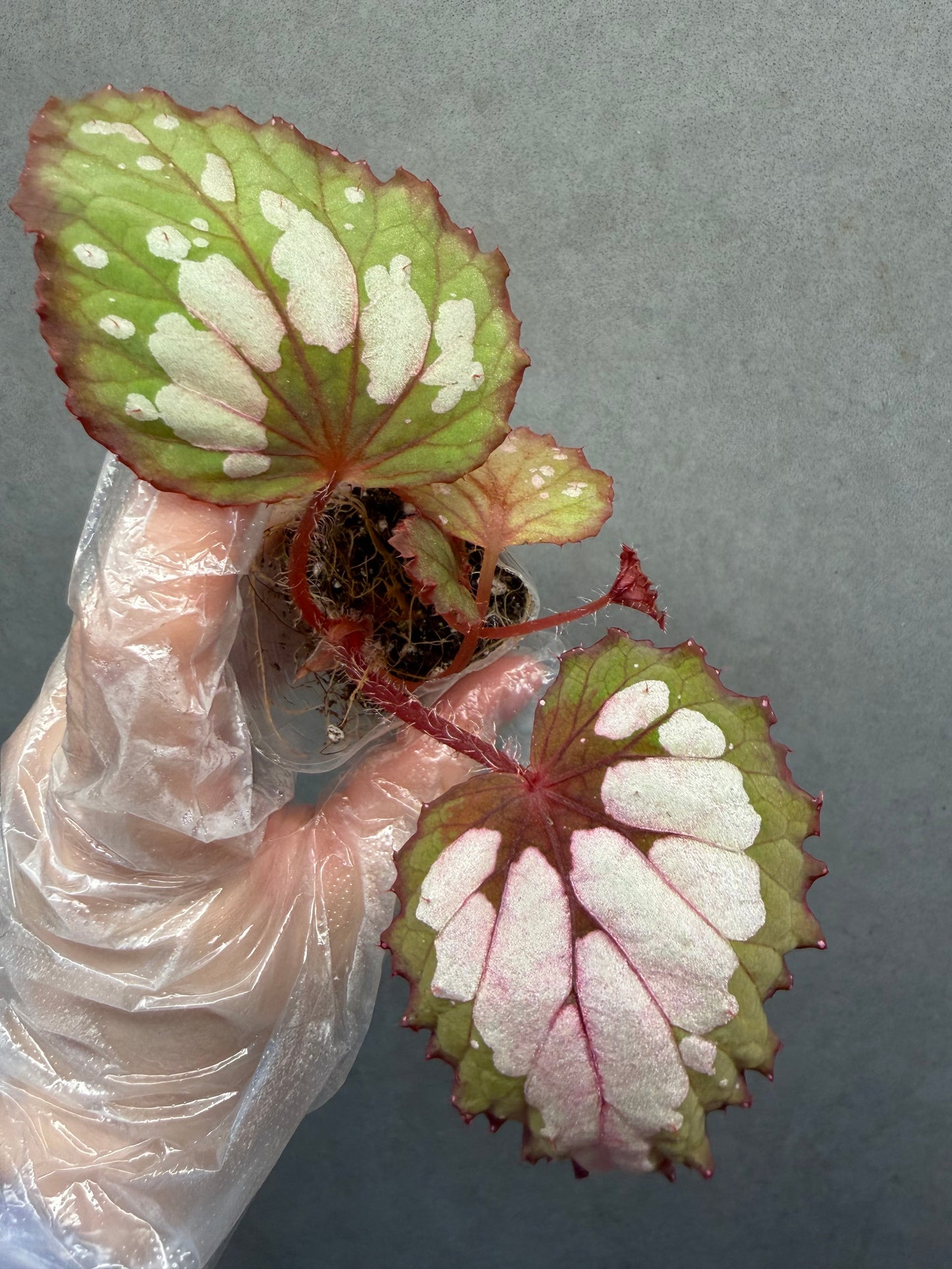 🌿Begonia Rex hybrid ’Blue-Green‘