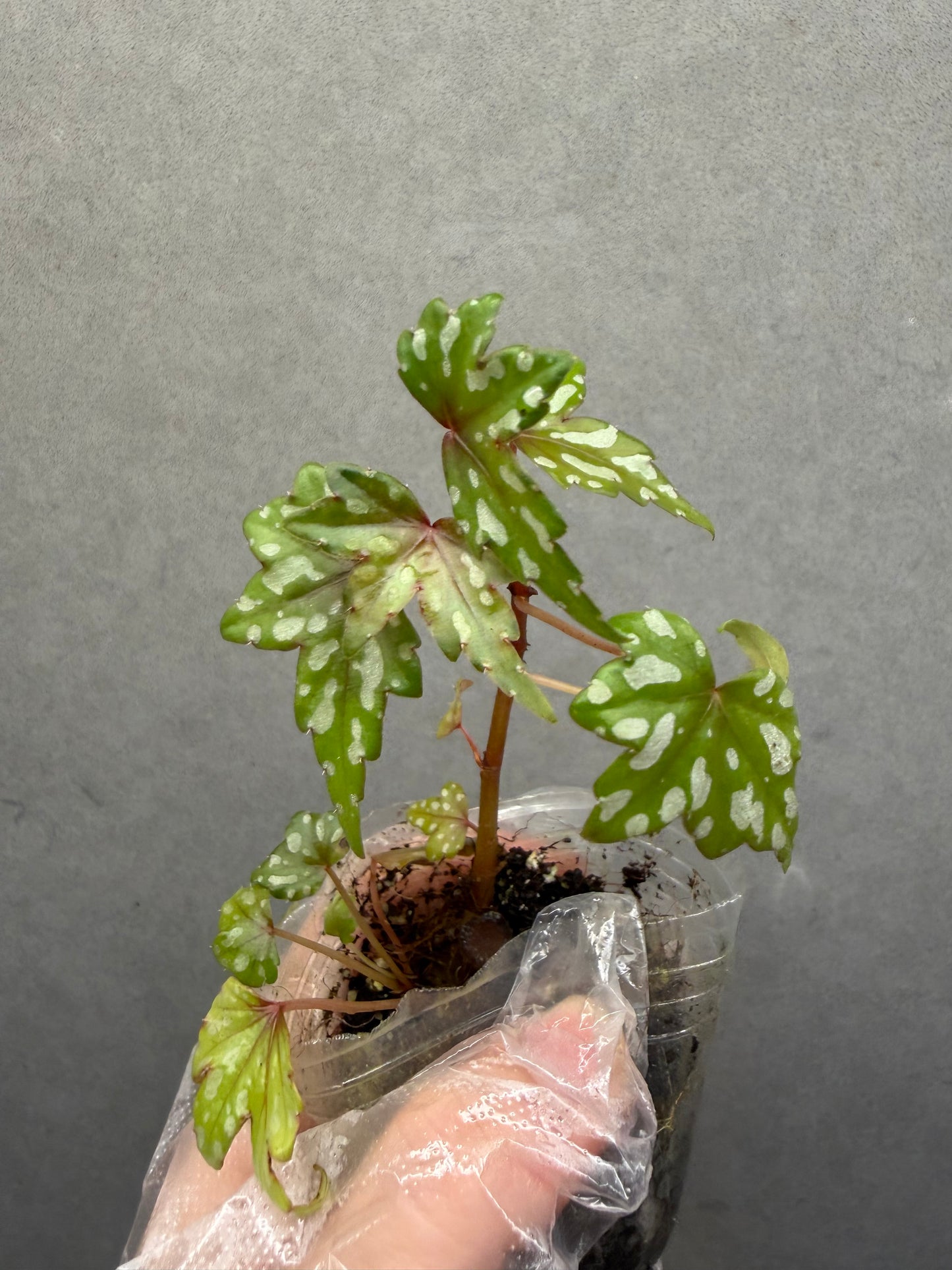 🌿 Begonia Dregei