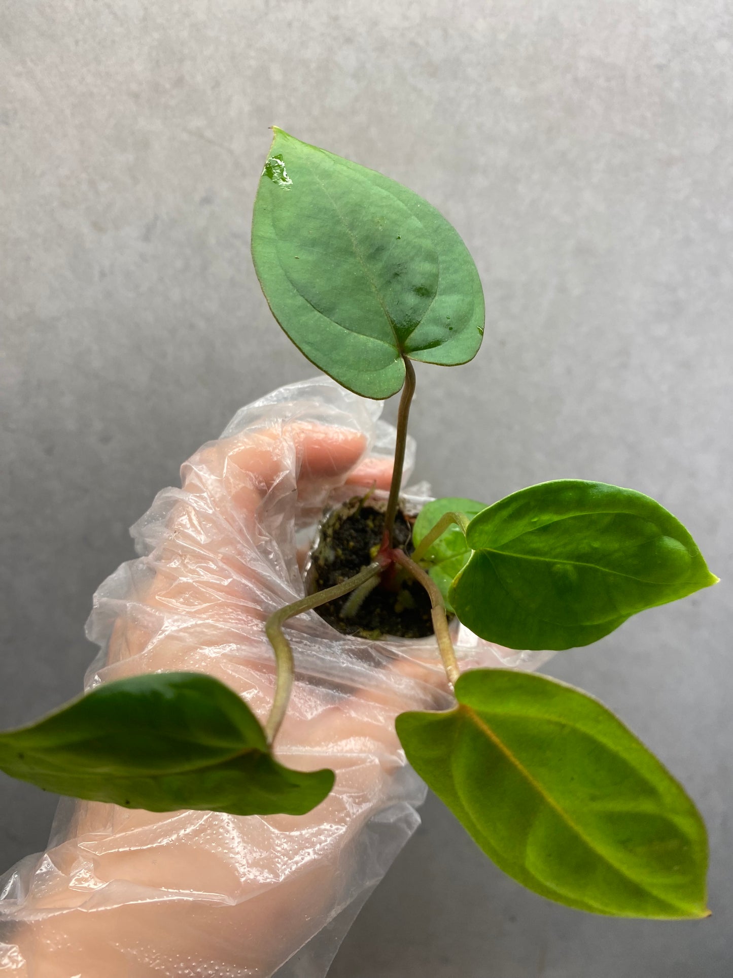 🌿 Anthurium Bvep × Red Crystallinum * Kos