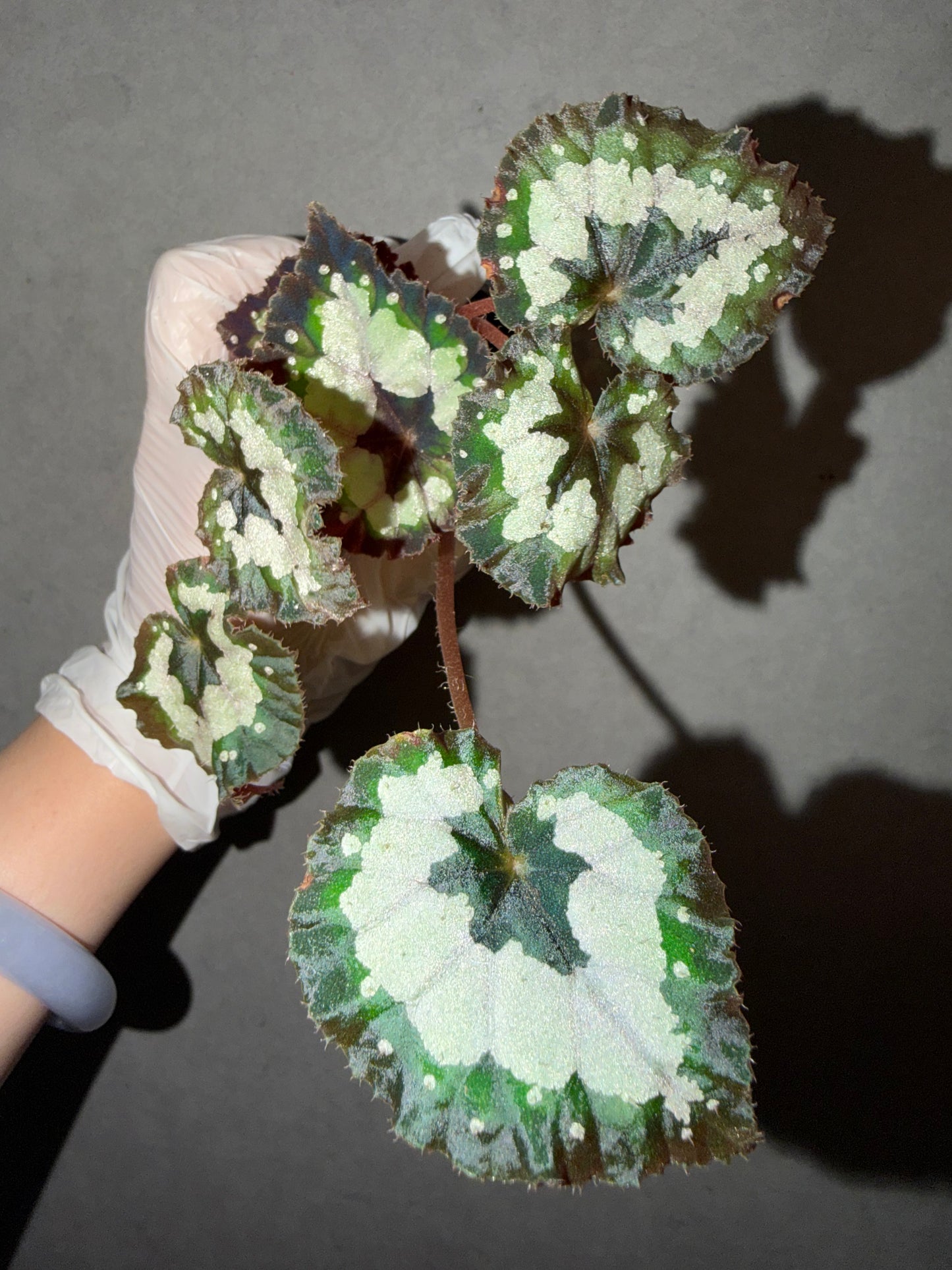 🌿 Begonia 'Dolce Vita'