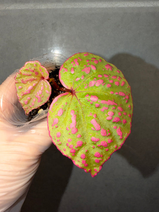 🌸Begonia Roseopunctata