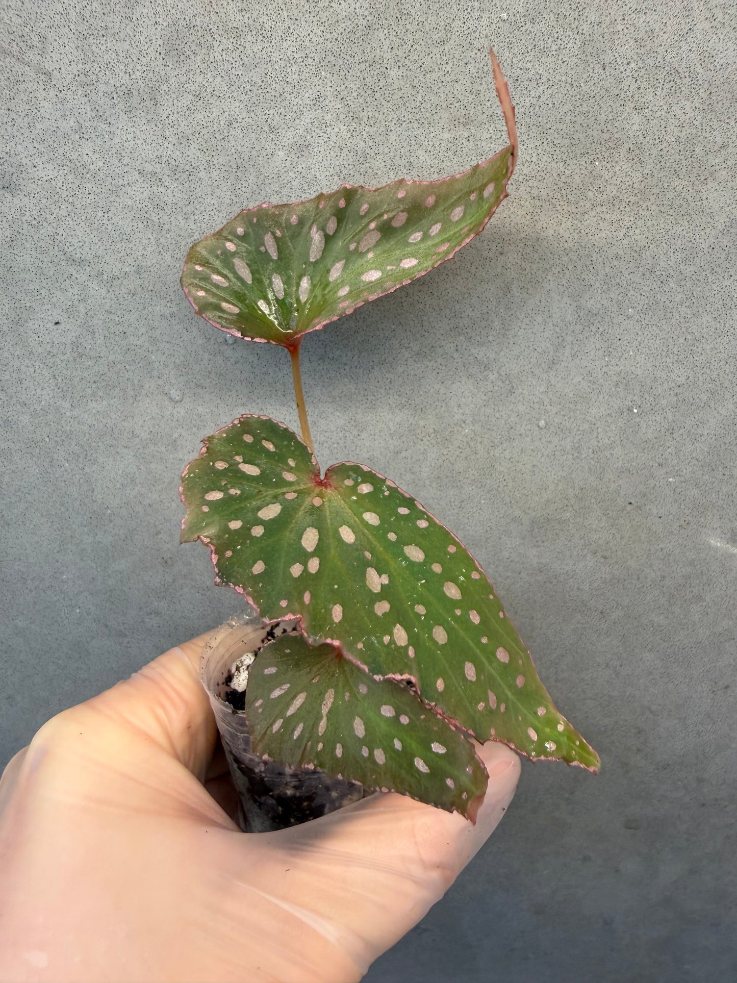 🌿 Begonia malachosticta